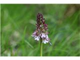 Škrlatnordeča kukavica (Orchis purpurea)