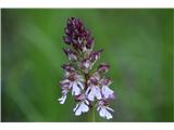 Škrlatnordeča kukavica (Orchis purpurea)