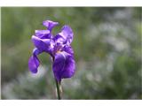 Ilirska perunika (Iris pallida illyrica)