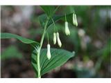 Mnogocvetni salomonov pečat (Polygonatum multiflorum)