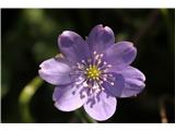 Hepatica nobilis