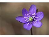 Hepatica nobilis