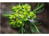 Cypress Spurge (Euphorbia cyparissias)