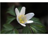 European thimbleweed (Anemone nemorosa)