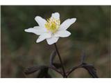 European thimbleweed (Anemone nemorosa)