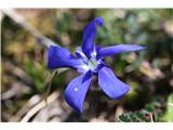 Spring Gentian (Gentiana verna)