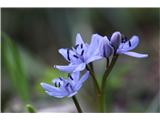 Dvolistna morska čebulica (Scila bifolia)