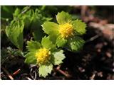 Tevje (Hacquetia epipactis)