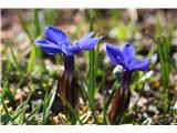 Spomladanski svišč (Gentiana verna)