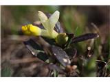 Žanjevec (Polygala Chamaebuxus)