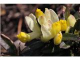 Polygala Chamaebuxus