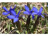 Spring Gentian (Gentiana verna)