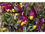 Žanjevec (Polygala Chamaebuxus)