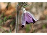 Pulsatilla montana