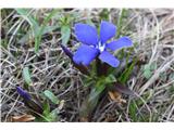 Spomladanski svišč (Gentiana verna)