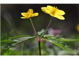 Zlatičnata vetrnica (Anemone ranunculoides)