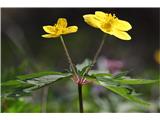 Anemone ranunculoides