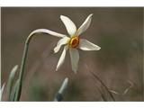 Poet's Narcissus (Narcissus poeticus radiiflorus)