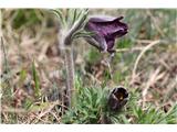 Gorski kosmatinec (Pulsatilla montana)