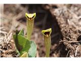 Rumeni podraščec (Aristolochia lutea)