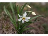 Poet's Narcissus (Narcissus poeticus radiiflorus)