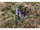 Grozdasta hrušica (Muscari neglectum)