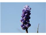 Muscari neglectum