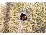 Gorski kosmatinec (Pulsatilla montana)