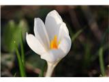 Beli žafran ali nunka (Crocus vernus subsp. albiflorus)