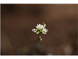 Spomladanska kokošnica (Erophila verna)