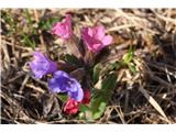 Navadni pljučnik (Pulmonaria officinalis)