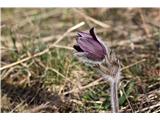 Gorski kosmatinec (Pulsatilla montana)