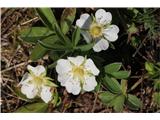 Potentilla alba