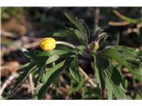 Anemone ranunculoides