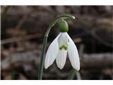 Mali zvonček (Galanthus nivalis)