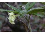 Cardamine enneaphyllos