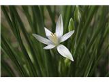 Ornithogalum kochii