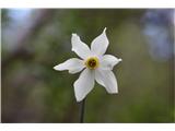 Poet's Narcissus (Narcissus poeticus radiiflorus)