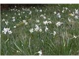 Poet's Narcissus (Narcissus poeticus radiiflorus)