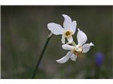 Poet's Narcissus (Narcissus poeticus radiiflorus)