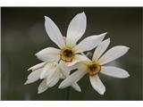 Poet's Narcissus (Narcissus poeticus radiiflorus)