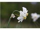 Poet's Narcissus (Narcissus poeticus radiiflorus)