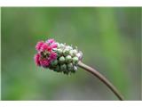 Sanguisorba minor