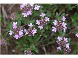 Thymus serpyllum