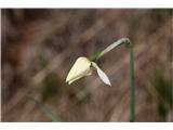 Poet's Narcissus (Narcissus poeticus radiiflorus)