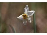 Gorski narcis (Narcissus poeticus radiiflorus)