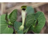 Rumeni podraščec (Aristolochia lutea)