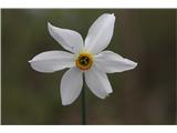 Poet's Narcissus (Narcissus poeticus radiiflorus)