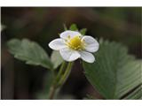 Woodland Strawberry (Fragaria vesca)