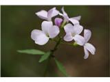 Brstična konopnica (Cardamine bulbifera)